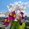 Cattleya Hardyana (C.warscewiczii  FMB  x C.dowiana Rosita) от TOF